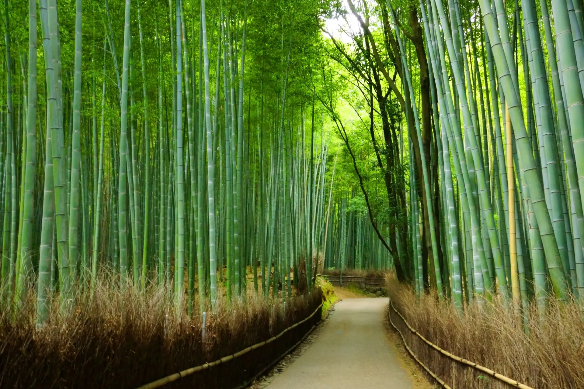 Arashiyama