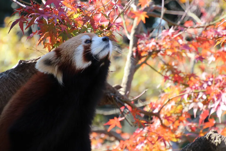 市川市動植物園