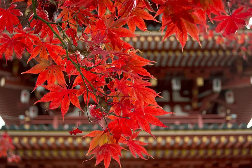 【東京】ユニークな御朱印がもらえる神社