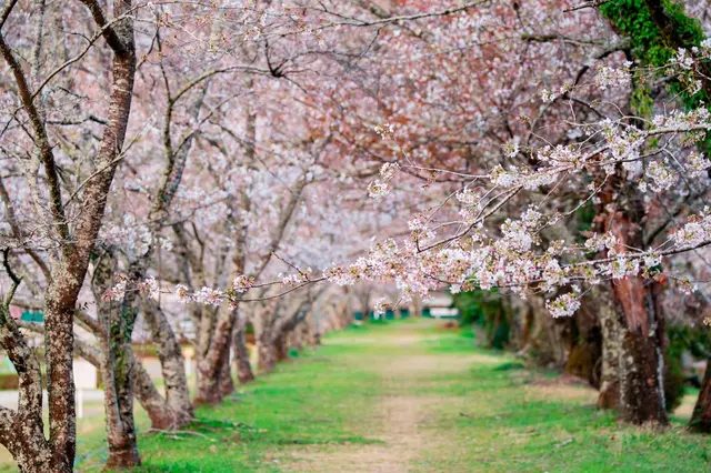 日本の桜とお花見、春の風物詩として欠かせない恒例イベント